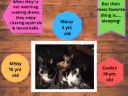 Missy, Maizy, & Cookie (Amy Huff Pets)